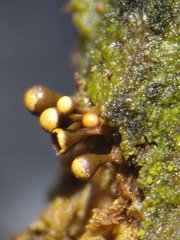 Trichia crateriformis