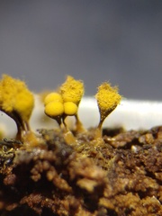 Trichia crateriformis