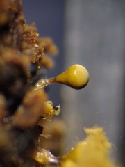 Trichia crateriformis