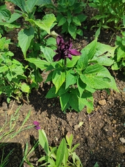 Aquilegia atrata