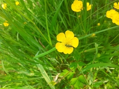 Ranunculus acris