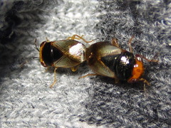 Geocoris varius