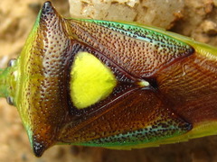 Sastragala scutellata
