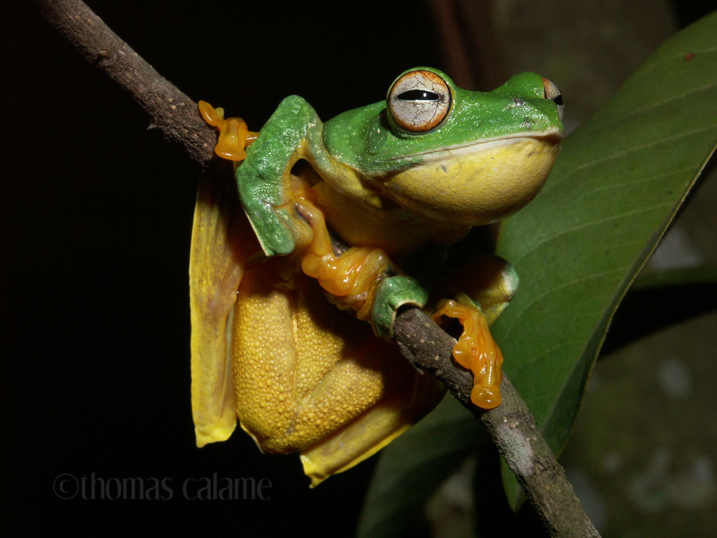 Black-Webbed Treefrog