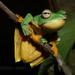 Black-webbed Flying Frog - Photo (c) Thomas Calame, some rights reserved (CC BY-NC)