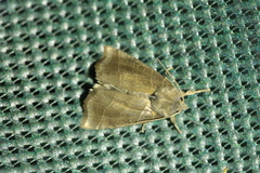 Ipimorpha retusa