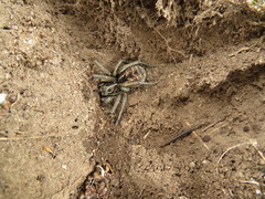 Tasmanicosa godeffroyi