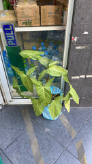 Syngonium podophyllum