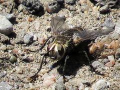 Tachinomyia