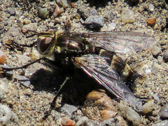 Tachinomyia