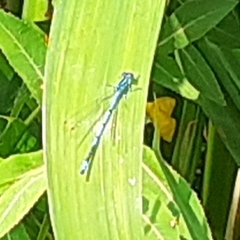 Enallagma cyathigerum