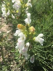 Salvia scabiosifolia