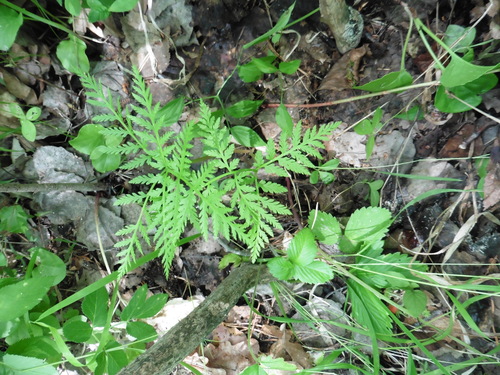 Rattlesnake fern (Botrypus virginianus)