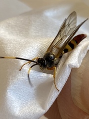 Polytribax contiguus