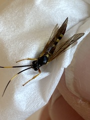 Polytribax contiguus