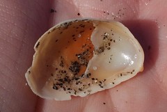 Crepidula onyx