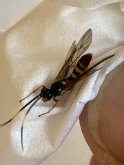 Polytribax contiguus