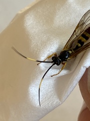 Polytribax contiguus