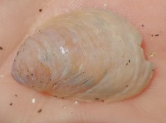 Crepidula onyx