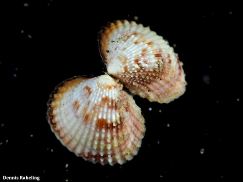 Representative image of Papillicardium papillosum