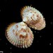 Warty Cockle - Photo (c) Dennis Rabeling, some rights reserved (CC BY-NC-ND), uploaded by Dennis Rabeling