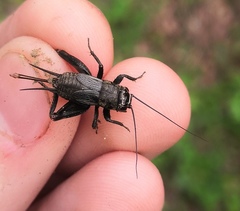 Modicogryllus frontalis