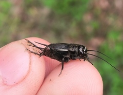 Modicogryllus frontalis