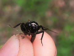 Modicogryllus frontalis