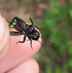 Modicogryllus frontalis