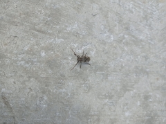 Mesosa curculionoides