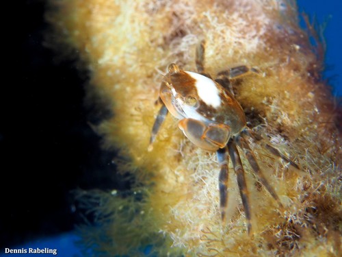 photo of Gulfweed Crab (Planes minutus)