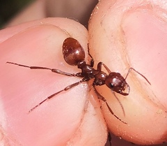 Polyergus rufescens