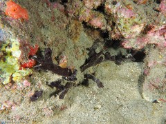 Chalinula parasimulans