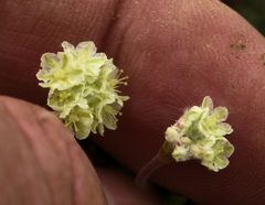 Eriogonum thymoides