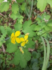Chelidonium majus