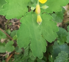 Chelidonium majus