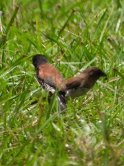Spermestes bicolor nigriceps