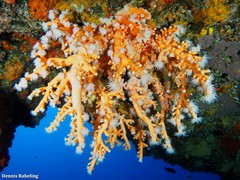Dendrophyllia ramea