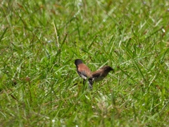 Spermestes bicolor nigriceps