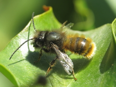 Osmia cornuta