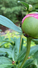 Camponotus novaeboracensis