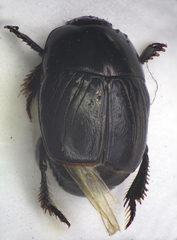 Hypocaccus dimidiatus