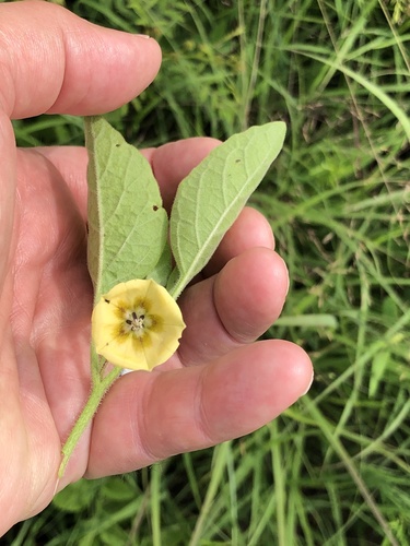 dwarf groundcherry (Physalis pumila)