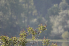 Acrocephalus schoenobaenus