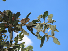 Dryomyia lichtensteinii