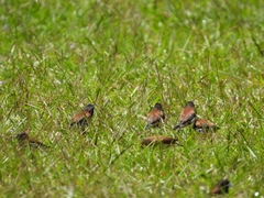 Spermestes bicolor nigriceps