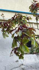 Jatropha gossypiifolia