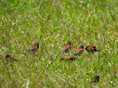 Spermestes bicolor nigriceps