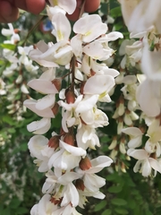 Robinia pseudoacacia