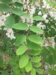 Robinia pseudoacacia